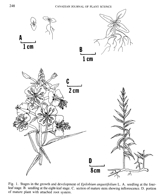 Dalle Shetland: Chamaenerion  angustifolium (Onagraceae)